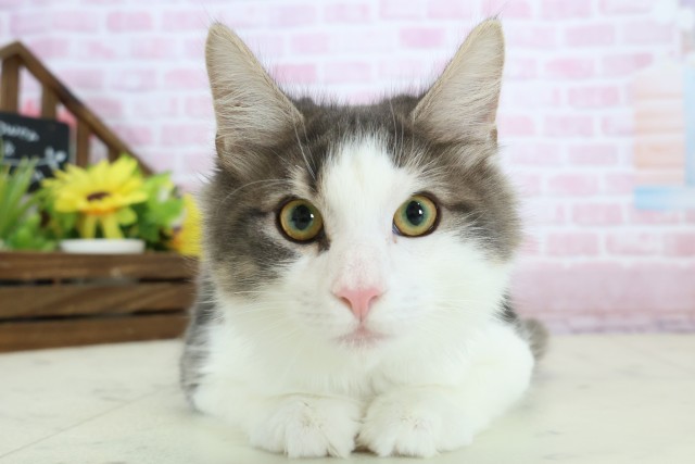 福岡県のノルウェージャンフォレストキャット (Coo&RIKU福岡古賀店/2025年8月8日生まれ/男の子/ブラウンタビーホワイト)の子猫の1枚目の画像