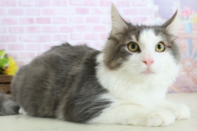 福岡県のノルウェージャンフォレストキャット (Coo&RIKU福岡古賀店/2025年8月8日生まれ/男の子/ブラウンタビーホワイト)の子猫の2枚目の画像