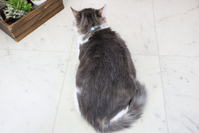 福岡県のノルウェージャンフォレストキャット (Coo&RIKU福岡古賀店/2025年8月8日生まれ/男の子/ブラウンタビーホワイト)の子猫の4枚目の画像