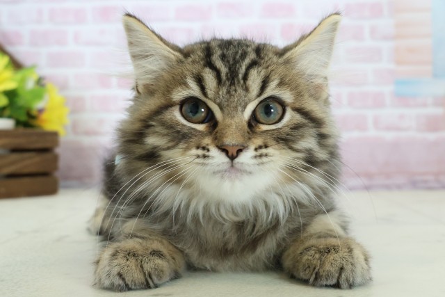 宮崎県のサイベリアン (Coo&RIKU宮崎店/2025年10月23日生まれ/男の子/ブラウンタビー)の子猫の1枚目の画像