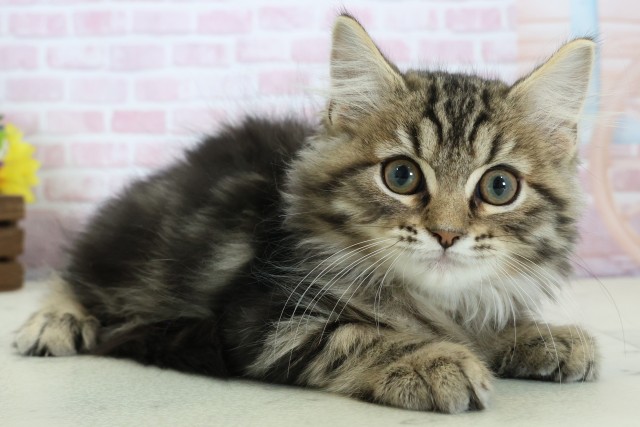 宮崎県のサイベリアン (Coo&RIKU宮崎店/2025年10月23日生まれ/男の子/ブラウンタビー)の子猫の2枚目の画像