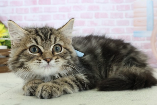 宮崎県のサイベリアン (Coo&RIKU宮崎店/2025年10月23日生まれ/男の子/ブラウンタビー)の子猫の3枚目の画像