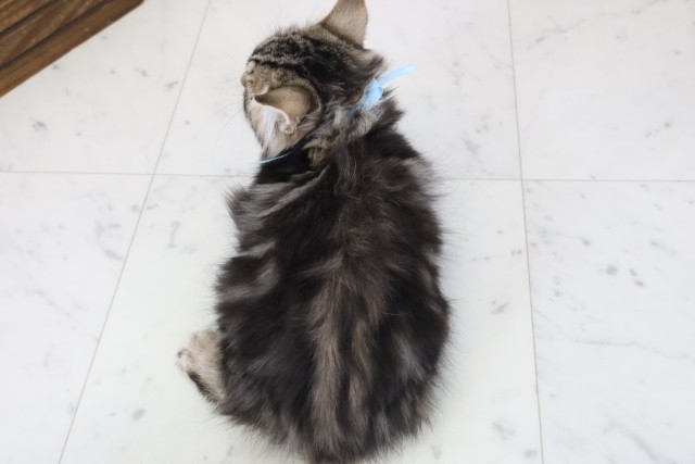 宮崎県のサイベリアン (Coo&RIKU宮崎店/2025年10月23日生まれ/男の子/ブラウンタビー)の子猫の4枚目の画像