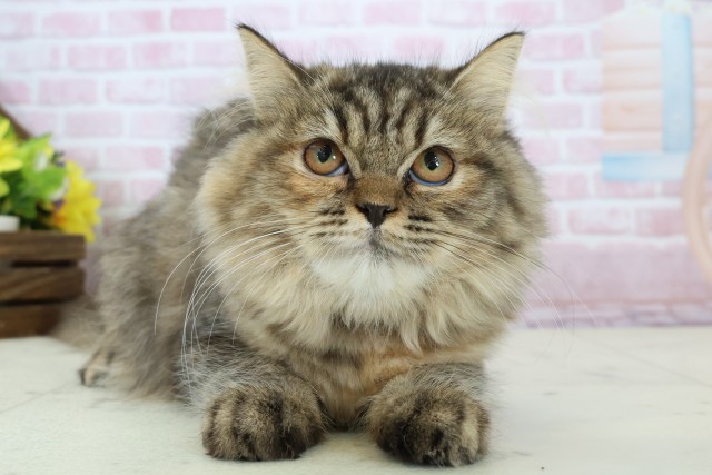 熊本県のミヌエット (Coo&RIKU宇土シティモール店/2025年9月2日生まれ/女の子/ブラウンパッチドタビー)の子猫