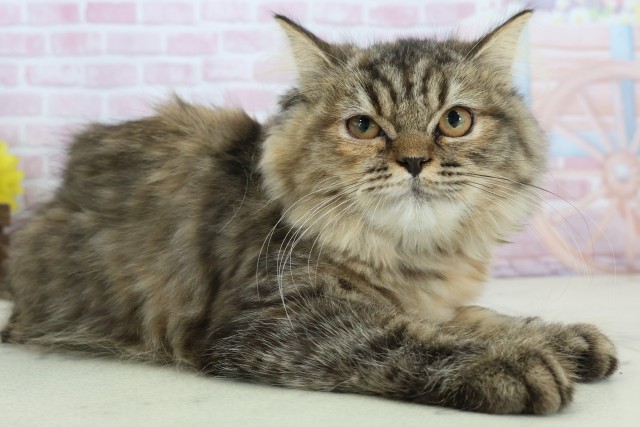 熊本県のミヌエット (Coo&RIKU宇土シティモール店/2025年9月2日生まれ/女の子/ブラウンパッチドタビー)の子猫の2枚目の画像