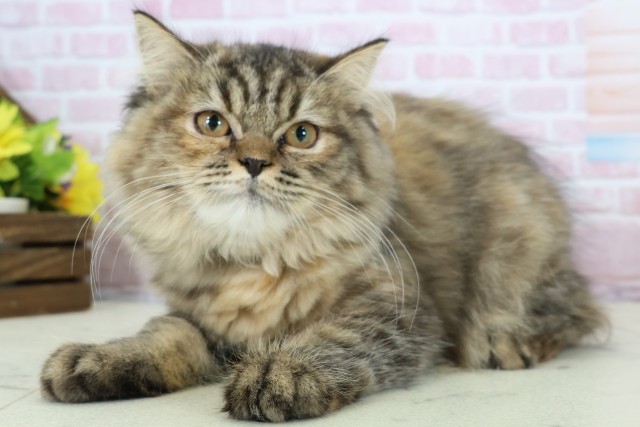 熊本県のミヌエット (Coo&RIKU宇土シティモール店/2025年9月2日生まれ/女の子/ブラウンパッチドタビー)の子猫の3枚目の画像