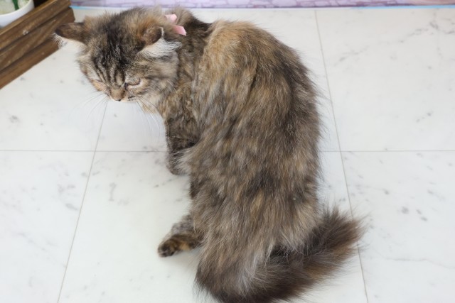 熊本県のミヌエット (Coo&RIKU宇土シティモール店/2025年9月2日生まれ/女の子/ブラウンパッチドタビー)の子猫の4枚目の画像