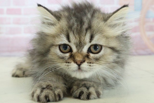 福岡県のペルシャ (Coo&RIKU筑後店/2025年10月29日生まれ/女の子/ブラウンパッチドタビー)の子猫の1枚目の画像