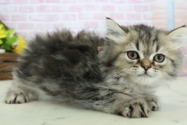 福岡県のペルシャ (Coo&RIKU筑後店/2025年10月29日生まれ/女の子/ブラウンパッチドタビー)の子猫の2枚目の画像