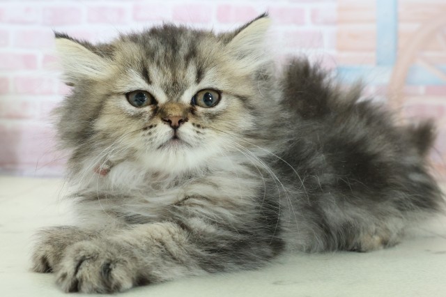 福岡県のペルシャ (Coo&RIKU筑後店/2025年10月29日生まれ/女の子/ブラウンパッチドタビー)の子猫の3枚目の画像