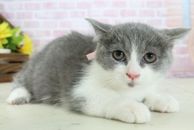 鹿児島県のミヌエット (Coo&RIKU鹿児島店/2025年10月22日生まれ/女の子/ブルーホワイト)の子猫の2枚目の画像