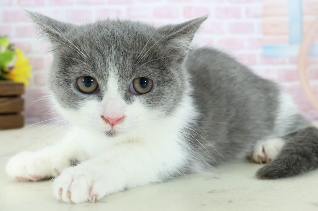 鹿児島県のミヌエット (Coo&RIKU鹿児島店/2025年10月22日生まれ/女の子/ブルーホワイト)の子猫の3枚目の画像