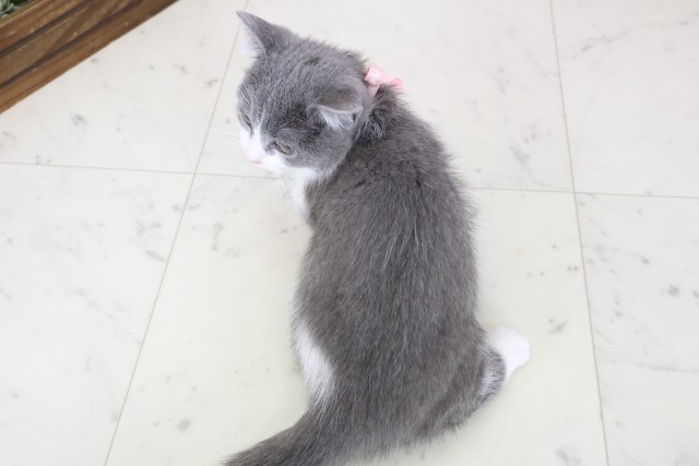 鹿児島県のミヌエット (Coo&RIKU鹿児島店/2025年10月22日生まれ/女の子/ブルーホワイト)の子猫の4枚目の画像