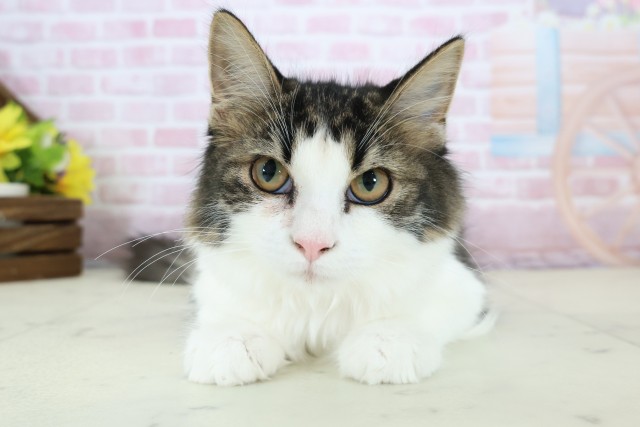 佐賀県のノルウェージャンフォレストキャット (Coo&RIKU佐賀神埼店/2025年9月8日生まれ/女の子/ブラウンタビーホワイト)の子猫の1枚目の画像