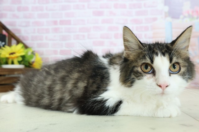 佐賀県のノルウェージャンフォレストキャット (Coo&RIKU佐賀神埼店/2025年9月8日生まれ/女の子/ブラウンタビーホワイト)の子猫の2枚目の画像