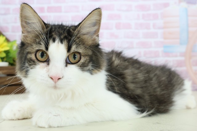 佐賀県のノルウェージャンフォレストキャット (Coo&RIKU佐賀神埼店/2025年9月8日生まれ/女の子/ブラウンタビーホワイト)の子猫の3枚目の画像