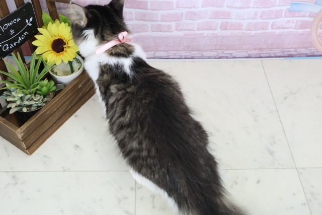 佐賀県のノルウェージャンフォレストキャット (Coo&RIKU佐賀神埼店/2025年9月8日生まれ/女の子/ブラウンタビーホワイト)の子猫の4枚目の画像