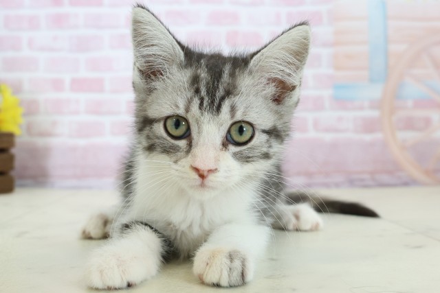 福岡県のマンチカン (Coo&RIKU大牟田店/2025年11月9日生まれ/女の子/ブラウンパッチドタビー)の子猫の1枚目の画像