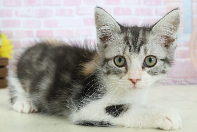 福岡県のマンチカン (Coo&RIKU大牟田店/2025年11月9日生まれ/女の子/ブラウンパッチドタビー)の子猫の2枚目の画像