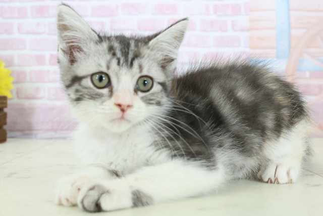 福岡県のマンチカン (Coo&RIKU大牟田店/2025年11月9日生まれ/女の子/ブラウンパッチドタビー)の子猫の3枚目の画像