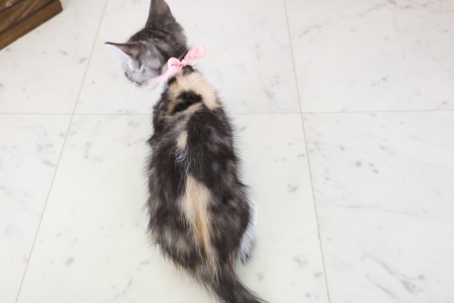 福岡県のマンチカン (Coo&RIKU大牟田店/2025年11月9日生まれ/女の子/ブラウンパッチドタビー)の子猫の4枚目の画像