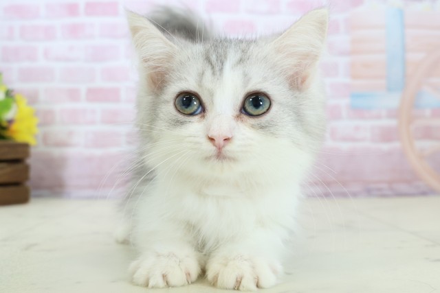 福岡県のミヌエット (Coo&RIKU福岡古賀店/2025年10月13日生まれ/女の子/チンチラシルバー)の子猫の1枚目の画像