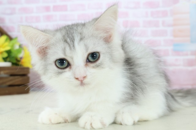 福岡県のミヌエット (Coo&RIKU福岡古賀店/2025年10月13日生まれ/女の子/チンチラシルバー)の子猫の3枚目の画像