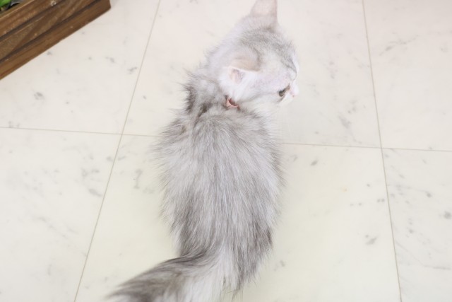 福岡県のミヌエット (Coo&RIKU福岡古賀店/2025年10月13日生まれ/女の子/チンチラシルバー)の子猫の4枚目の画像