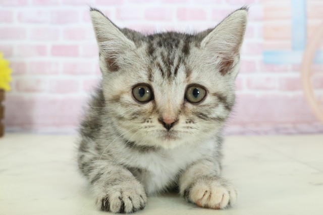 宮崎県のスコティッシュフォールド (Coo&RIKU宮崎店/2025年11月15日生まれ/女の子/ブラウンタビー)の子猫の1枚目の画像