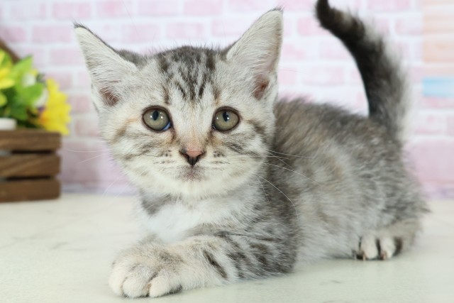 宮崎県のスコティッシュフォールド (Coo&RIKU宮崎店/2025年11月15日生まれ/女の子/ブラウンタビー)の子猫の3枚目の画像