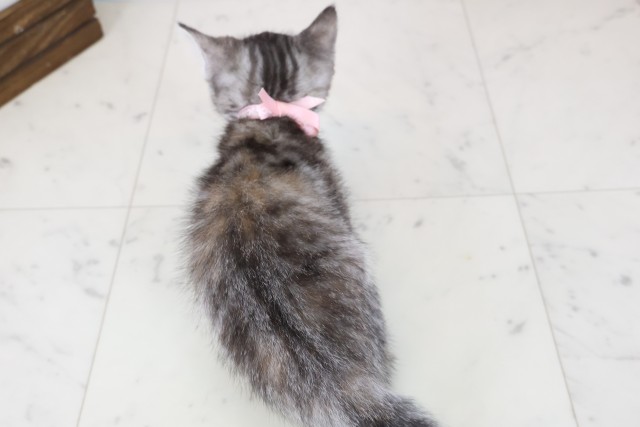 宮崎県のスコティッシュフォールド (Coo&RIKU宮崎店/2025年11月15日生まれ/女の子/ブラウンタビー)の子猫の4枚目の画像