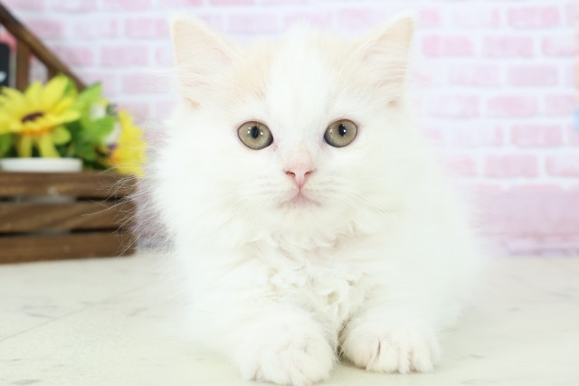 鹿児島県のマンチカン (Coo&RIKU鹿屋店/2025年11月9日生まれ/女の子/クリームタビーホワイト)の子猫の1枚目の画像