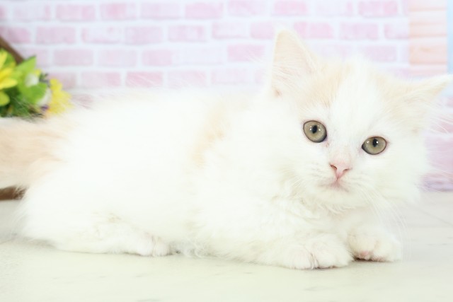 鹿児島県のマンチカン (Coo&RIKU鹿屋店/2025年11月9日生まれ/女の子/クリームタビーホワイト)の子猫の2枚目の画像