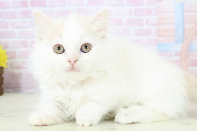 鹿児島県のマンチカン (Coo&RIKU鹿屋店/2025年11月9日生まれ/女の子/クリームタビーホワイト)の子猫の3枚目の画像