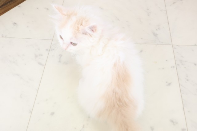 鹿児島県のマンチカン (Coo&RIKU鹿屋店/2025年11月9日生まれ/女の子/クリームタビーホワイト)の子猫の4枚目の画像