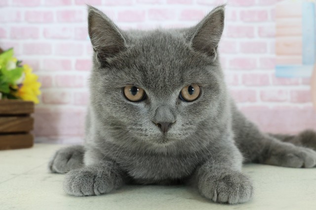 福岡県のブリティッシュショートヘアー (Coo&RIKU黒崎店/2025年10月3日生まれ/男の子/ブルー)の子猫の1枚目の画像