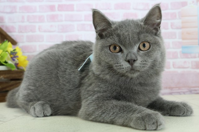 福岡県のブリティッシュショートヘアー (Coo&RIKU黒崎店/2025年10月3日生まれ/男の子/ブルー)の子猫の2枚目の画像