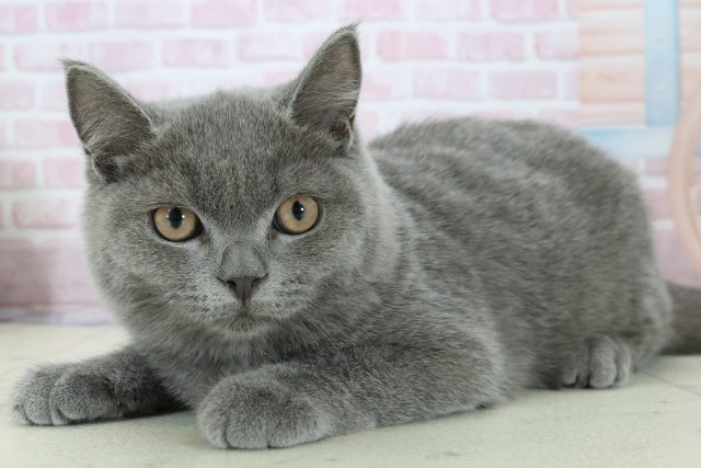 福岡県のブリティッシュショートヘアー (Coo&RIKU黒崎店/2025年10月3日生まれ/男の子/ブルー)の子猫の3枚目の画像