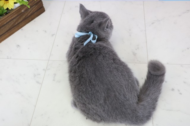 福岡県のブリティッシュショートヘアー (Coo&RIKU黒崎店/2025年10月3日生まれ/男の子/ブルー)の子猫の4枚目の画像