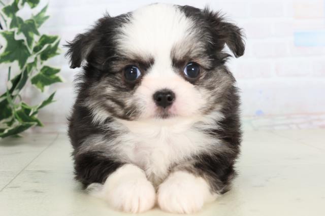 福岡県のチワマル/マルチワ(チワワ×マルチーズ) (Coo&RIKUゆめタウン飯塚店/2025年11月25日生まれ/女の子/ブラックホワイト)の子犬の1枚目の画像