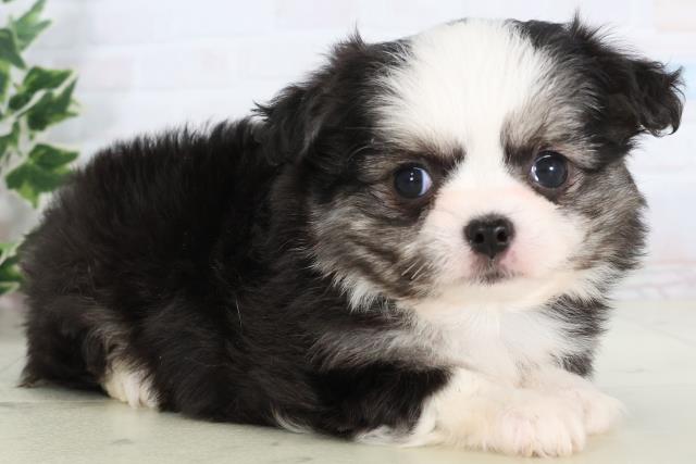 福岡県のチワマル/マルチワ(チワワ×マルチーズ) (Coo&RIKUゆめタウン飯塚店/2025年11月25日生まれ/女の子/ブラックホワイト)の子犬の2枚目の画像