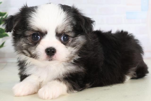 福岡県のチワマル/マルチワ(チワワ×マルチーズ) (Coo&RIKUゆめタウン飯塚店/2025年11月25日生まれ/女の子/ブラックホワイト)の子犬の3枚目の画像