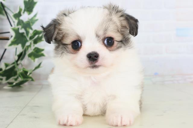 佐賀県のチワマル/マルチワ(チワワ×マルチーズ) (Coo&RIKU佐賀神埼店/2025年11月25日生まれ/女の子/ホワイトフォーン)の子犬の1枚目の画像