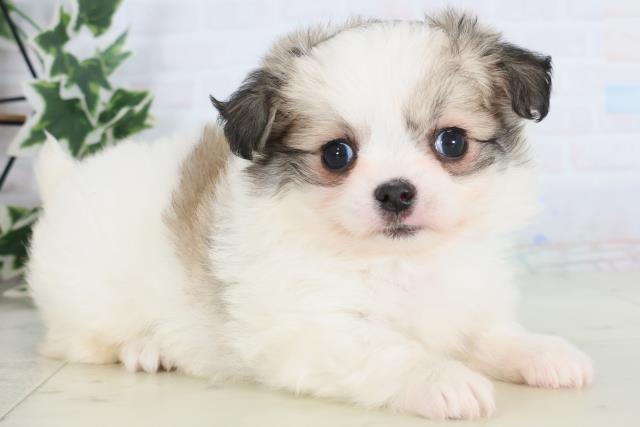 佐賀県のチワマル/マルチワ(チワワ×マルチーズ) (Coo&RIKU佐賀神埼店/2025年11月25日生まれ/女の子/ホワイトフォーン)の子犬の2枚目の画像