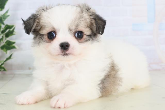 佐賀県のチワマル/マルチワ(チワワ×マルチーズ) (Coo&RIKU佐賀神埼店/2025年11月25日生まれ/女の子/ホワイトフォーン)の子犬の3枚目の画像