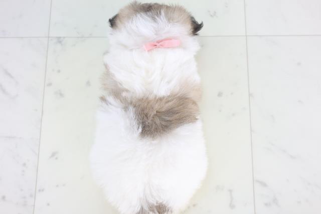 佐賀県のチワマル/マルチワ(チワワ×マルチーズ) (Coo&RIKU佐賀神埼店/2025年11月25日生まれ/女の子/ホワイトフォーン)の子犬の4枚目の画像