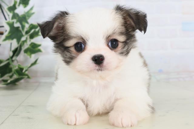 福岡県のチワマル/マルチワ(チワワ×マルチーズ) (Coo&RIKUゆめタウン飯塚店/2025年11月25日生まれ/男の子/ホワイトフォーン)の子犬の1枚目の画像