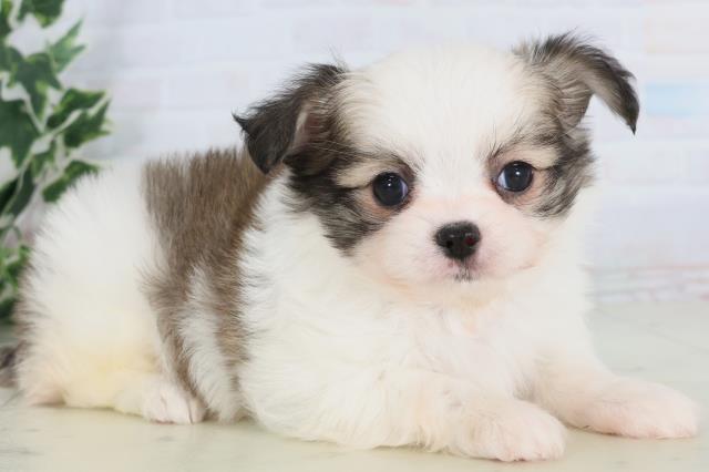 福岡県のチワマル/マルチワ(チワワ×マルチーズ) (Coo&RIKUゆめタウン飯塚店/2025年11月25日生まれ/男の子/ホワイトフォーン)の子犬の2枚目の画像