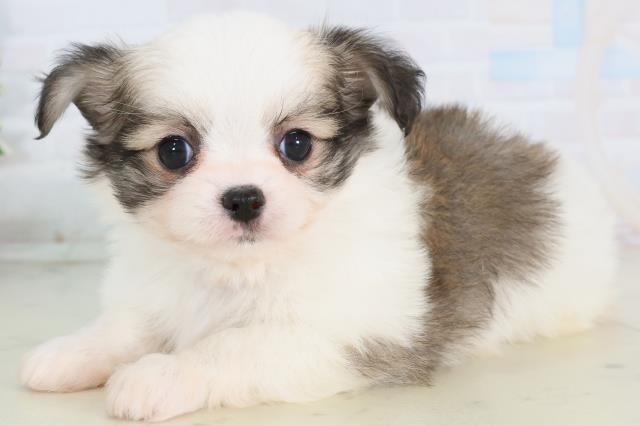 福岡県のチワマル/マルチワ(チワワ×マルチーズ) (Coo&RIKUゆめタウン飯塚店/2025年11月25日生まれ/男の子/ホワイトフォーン)の子犬の3枚目の画像