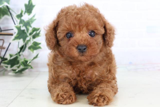 福岡県のトイプードル(トイ) (Coo&RIKU筑後店/2025年11月25日生まれ/男の子/アプリコット)の子犬の1枚目の画像